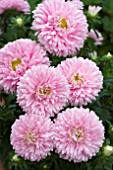 ASTER ROUNDABOUT PINK