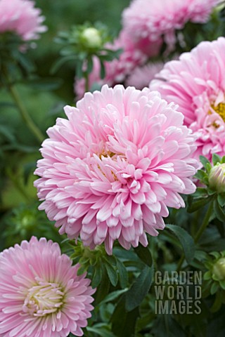 ASTER_ROUNDABOUT_PINK