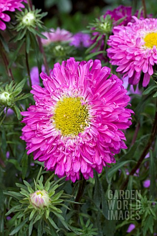 ASTER_ROUNDABOUT_ROSE