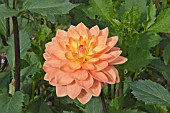 DAHLIA CHARLIE DIMMOCK (DECORATIVE)