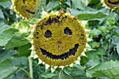 SMILING SUNFLOWER HEAD