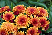 CHRYSANTHEMUM CHERYL SPICEY