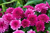 CHRYSANTHEMUM CHERYL REGAL