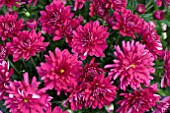 CHRYSANTHEMUM DARK RUNNER