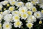 CHRYSANTHEMUM GIGI SNOW