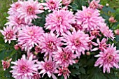 CHRYSANTHEMUM PINK JOGGER
