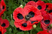 PAPAVER COMMUTATUM