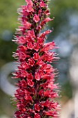 ECHIUM RUSSICUM