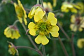 GEUM HERTERTON PRIMROSE