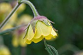 GEUM HERTERTON PRIMROSE