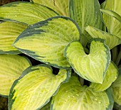 HOSTA PAULS GLORY