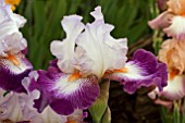 IRIS IMPRESSIONS DE JOLLY