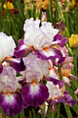 IRIS IMPRESSIONS DE JOLLY