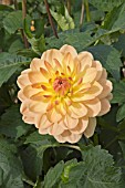 DAHLIA MARGARET HAGGO (DECORATIVE)