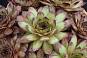 SEMPERVIVUM LION KING