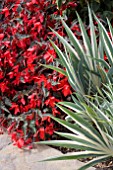 BEGONIA AMOUR AND IRIS PALLIDA VARIEGATA