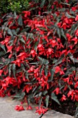 BEGONIA MILLION KISSES AMOUR