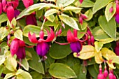 FUCHSIA ANNA SILVERIA