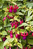 FUCHSIA ANNA SILVERIA