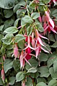 FUCHSIA ROSEMARY HIGHAM