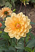 DAHLIA MARISSA  (DECORATIVE)