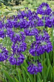 AGAPANTHUS QUINK DROPS