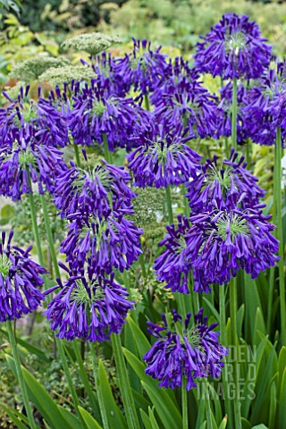 AGAPANTHUS_QUINK_DROPS