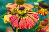 HELENIUM RIVERTON GEM