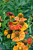 HELENIUM RIVERTON GEM