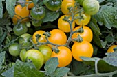 TOMATO SWEET N NEAT YELLOW