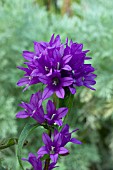 CAMPANULA BELLEFLEUR BLUE