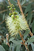 CALLISTEMON PALLIDUS