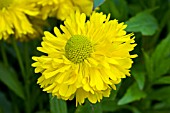 HELENIUM DOUBLE TROUBLE