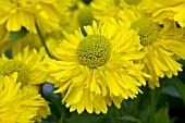 HELENIUM DOUBLE TROUBLE