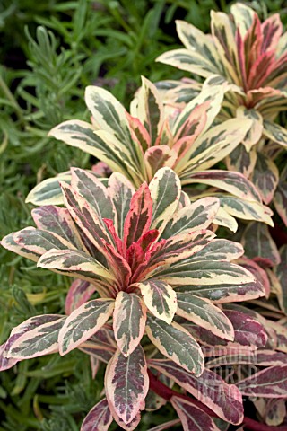 EUPHORBIA_FROSTED_FLAME