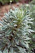 EUPHORBIA GLACIER BLUE