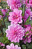 DAHLIA SASCHA (DECORATIVE)