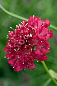 SCABIOSA CRIMSON SHADES