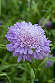 SCABIOSA OXFORD BLUE