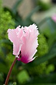 CYCLAMEN DANCERELLA PALE PINK