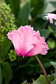 CYCLAMEN DANCERELLA PINK