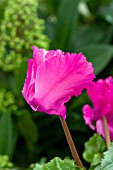 CYCLAMEN DANCERELLA MAGENTA