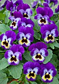 VIOLA DELTINI VIOLET BLUE