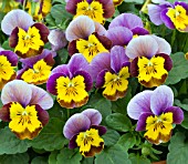 VIOLA DELTINI YELLOW PURPLE