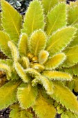 MECONOPSIS PANICULATA GINGER SNAP