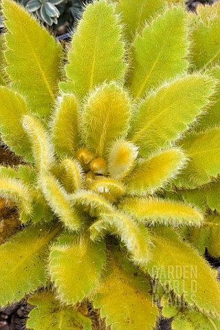 MECONOPSIS_PANICULATA_GINGER_SNAP
