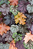 HEUCHERA COLLAGE