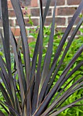 PHORMIUM BLACK RAGE