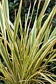 PHORMIUM GOLDEN RAY