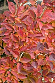 PRUNUS KOJO NO MAI AUTUMN FOLIAGE